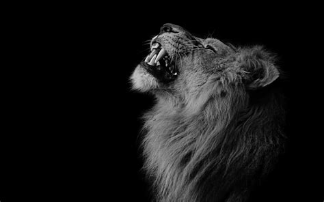 Wallpaper Lion, mane, teeth, face, black background 2560x1600 Picture ...