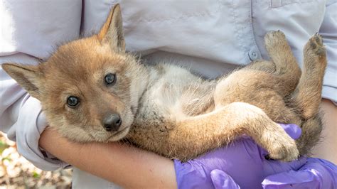 Track Extremely Cute Coyote Pups in the Cook County Forest Preserves ...