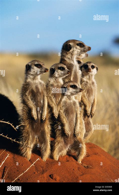 Meerkat Family