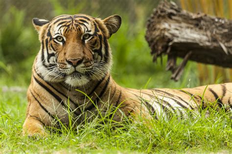 Malayan Tiger - Zoo Guide