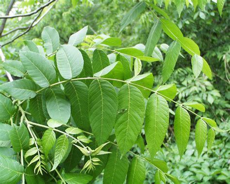 Black Walnut facts and health benefits