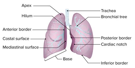 Parts Of The Lungs Diagram