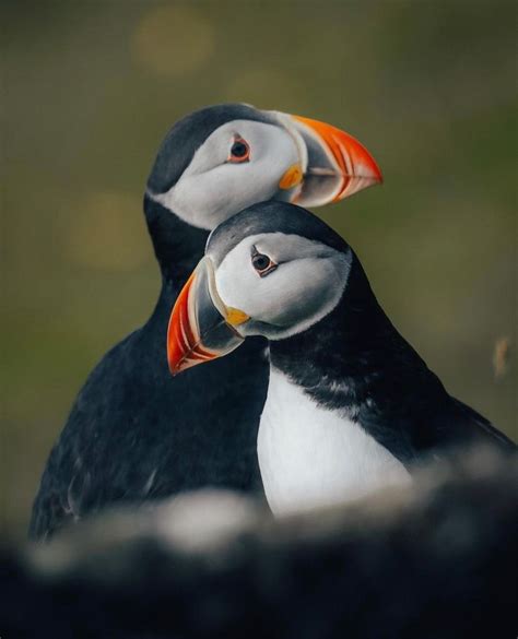 Puffins in Iceland - Best Locations for Puffin Watching in Iceland ...