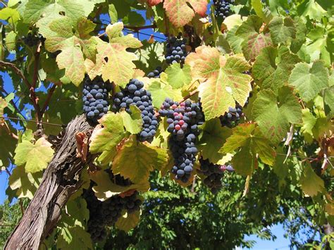 Casa Mateus grape vines | Here is a grape vine, with ripe an… | Flickr