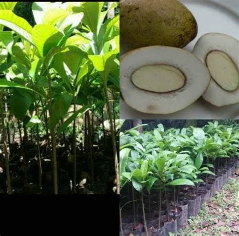 Bibit Buah Langka Pohon Kemang – Tanaman Daun Lebat – PakarTani.com