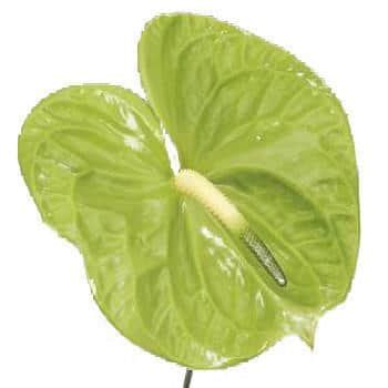 Green Anthurium Flower | J R Roses Wholesale Flowers