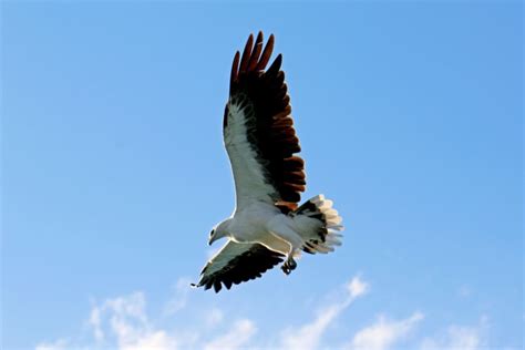 Whitsundays Animal Species - Sailing Whitsundays