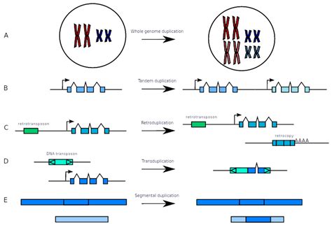 Genes | Free Full-Text | An Overview of Duplicated Gene Detection ...