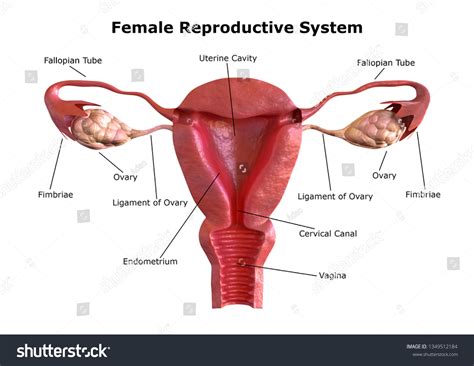 4,643 Uterus Diagram Images, Stock Photos & Vectors | Shutterstock