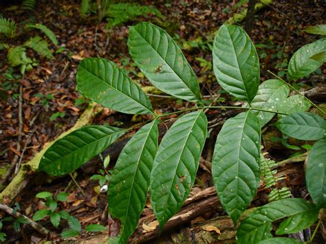 Honduran mahogany facts and health benefits