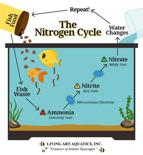 Aquarium Nitrogen Cycle Timeline