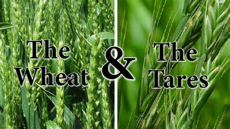 The Wheat and The Tares Break down - YouTube