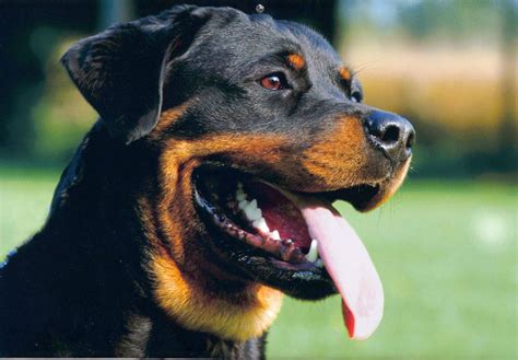 What Food is the Best for Rottweiler | Pets World