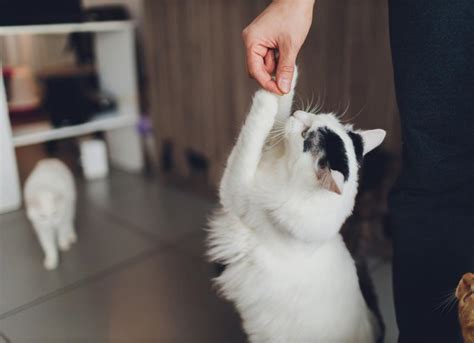 How to Stop Your Cat from Biting | PetMD