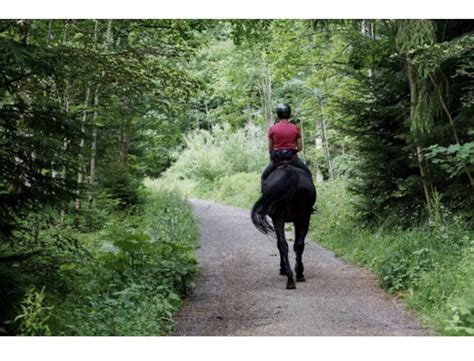 What are the Different Types of Horseback Riding Styles in English Riding?