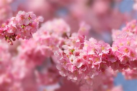 Cherry blossom tree, sakura, blossom, spring HD wallpaper | Wallpaper Flare