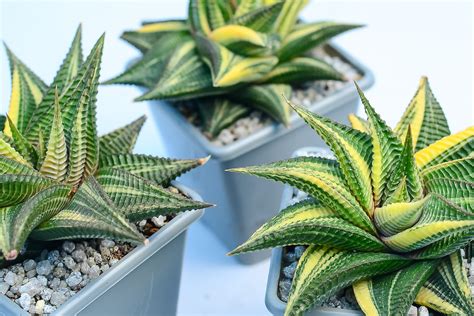 Haworthia limifolia f. variegata | Surreal Succulents