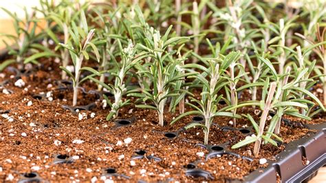 How to Propagate Rosemary From Cuttings in 9 Easy Steps