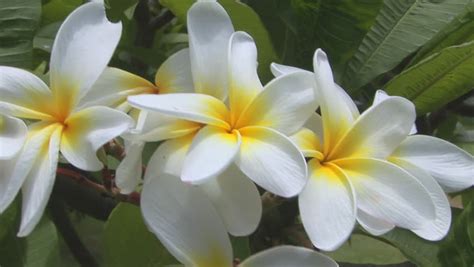 White Plumeria White Plumeria (Frangipani, Templetree, Mexican Plumeria, Plumeria, Pagoda Tree ...