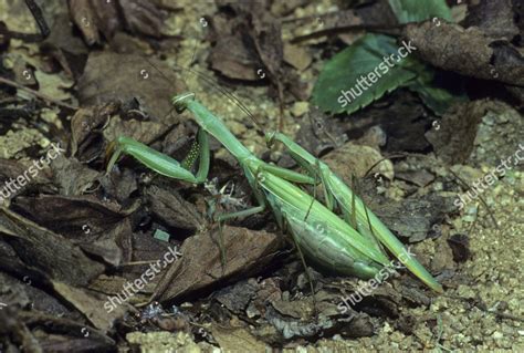 Praying Mantis Mantis Religiosa Male Female Editorial Stock Photo - Stock Image | Shutterstock