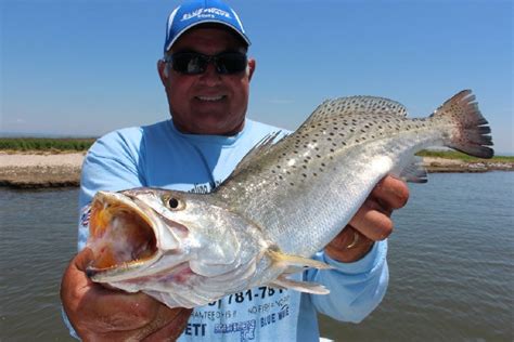 Speckled Trout Numbers Down In Louisiana | OutDoors Unlimited Media and ...