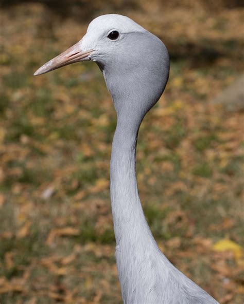 Animal in Focus: Blue Crane | Zoo Atlanta