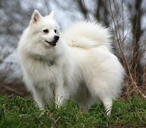 About Dog German Spitz: Training Your German Spitz to Listen to You