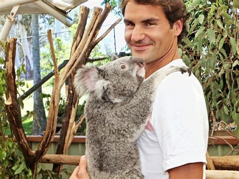 Koalas in training for cuddling world leaders at G20 Brisbane