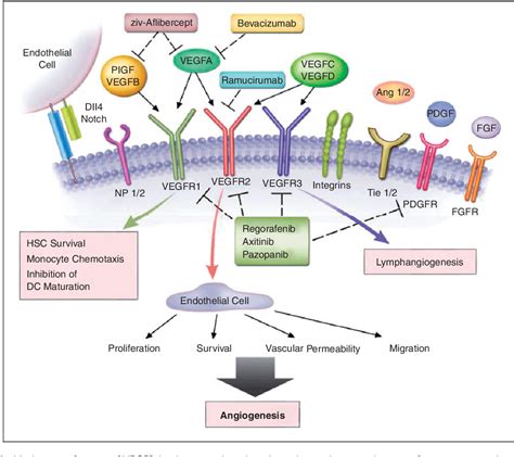 Evolution of ramucirumab in the treatment of cancer – A review of literature | Semantic Scholar