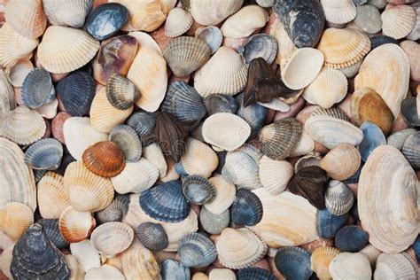 Collection of Seashell for Background, Natural Macro Texture Stock Photo - Image of flat ...