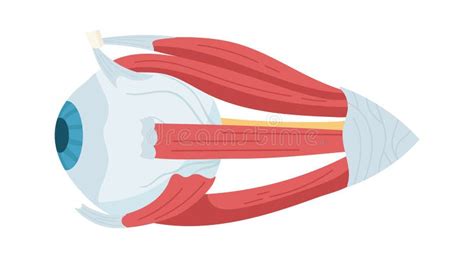 Anatomy of Human Eye stock vector. Illustration of health - 276071887