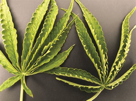 Curly Leaves, Stunted Plants, and More: 4 Potential Culprits - Cannabis ...