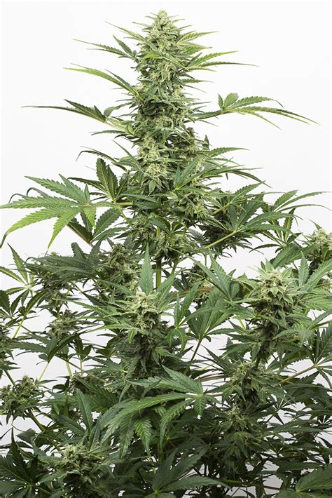 These are the 5 best CBD-rich cannabis seeds