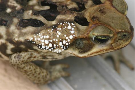 Our Herp Class: Examining the common misconception that toads can give you warts.