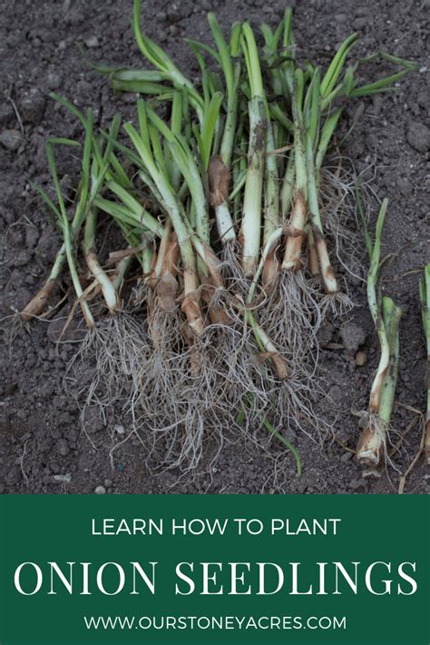 Planting Onions Using Seedlings - Our Stoney Acres