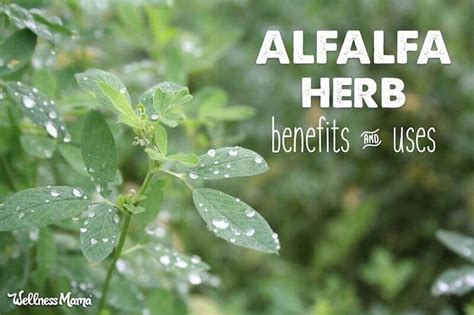 How to Use Alfalfa (& the Benefits) | Wellness Mama