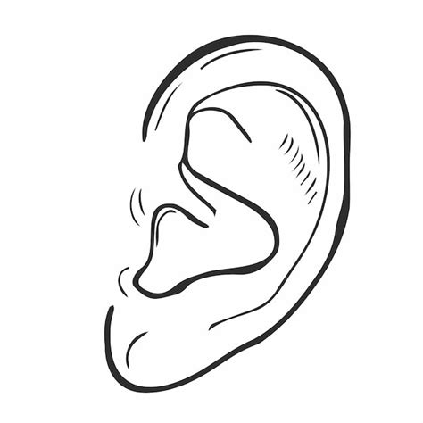 Premium Vector | Human ear hand drawn outline doodle icon. Human ear as a concept of listening ...