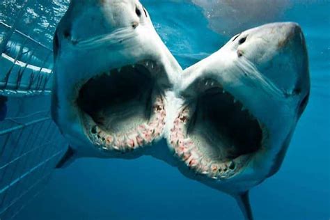 Shocking Discovery of this Two-Headed Shark is Terrifying and Now ...