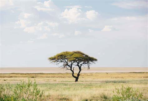 You will be surprised to know about the National Tree of UAE - WOW-RAK