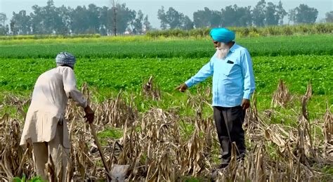 Sustainable Agriculture for Punjab: Phasing Out Paddy and Embracing ...