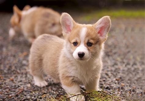 Pembroke Welsh Corgi Puppies For Sale