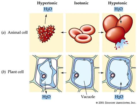 Rozaini Othman (Guru Cemerlang Biologi): IN and OUT