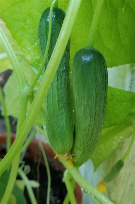 Experimenting With Parthenocarpic Cucumbers – Garden-FL