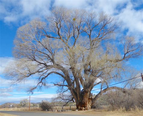 Amazing Places: Giant Cottonwood worth a visit | The Daily Courier | Prescott, AZ