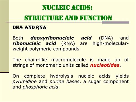 PPT - NUCLEIC ACIDS: STRUCTURE and FUNCTION PowerPoint Presentation - ID:460439