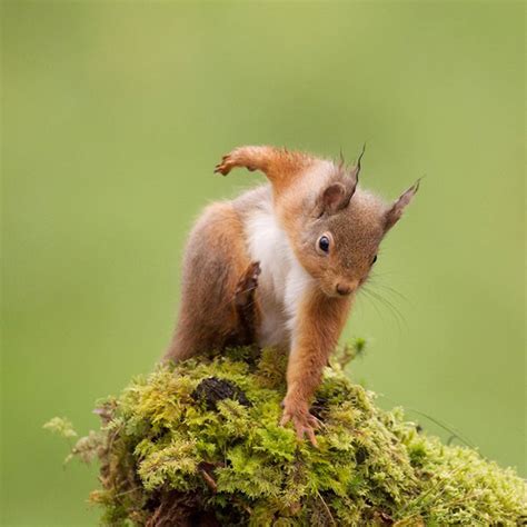 Did You Know? When Squirrels Jump, They Land Like Superheroes!