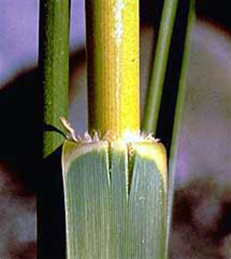 Common cordgrass identification and control: Spartina anglica - King County