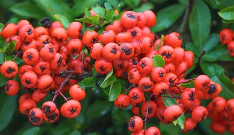 Fire thorn, Pyracantha - planting, pruning, and care