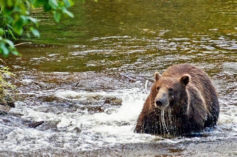 Chichagof Island Tour: Brown Bear Search