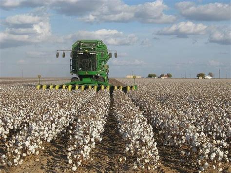 Cotton Production Transparency: Unraveling the Mysterious Supply Chain